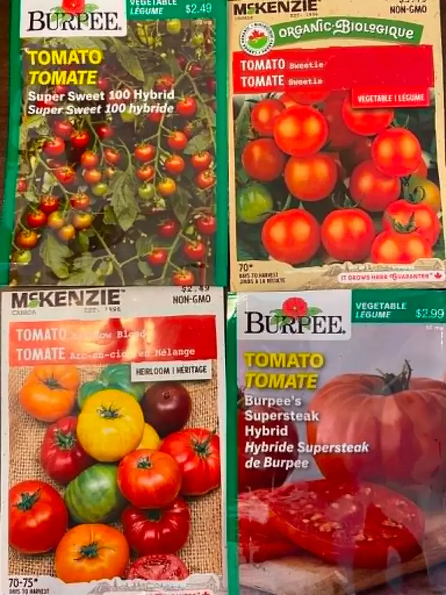Organic Tomato Plants / Seedlings - Photo 5