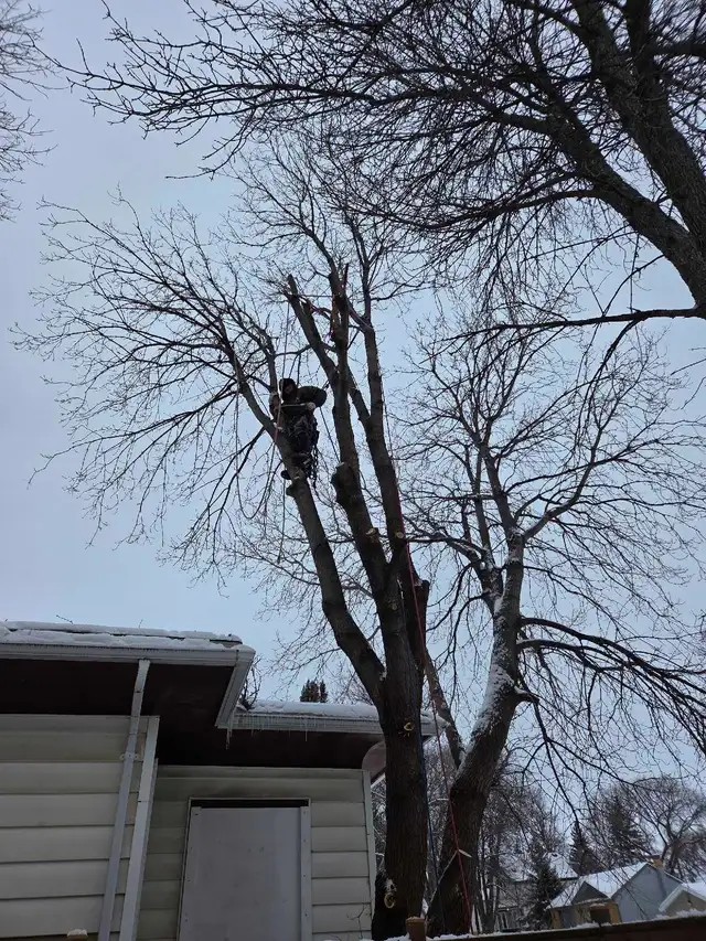 tree removal and pruning services