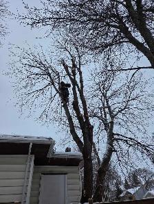 tree removal and pruning services
