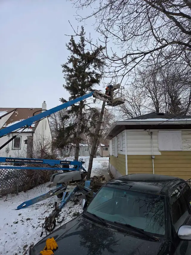 tree removal and pruning services - Photo 2