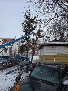tree removal and pruning services - Photo 2
