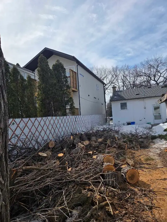 tree removal and pruning services - Photo 3