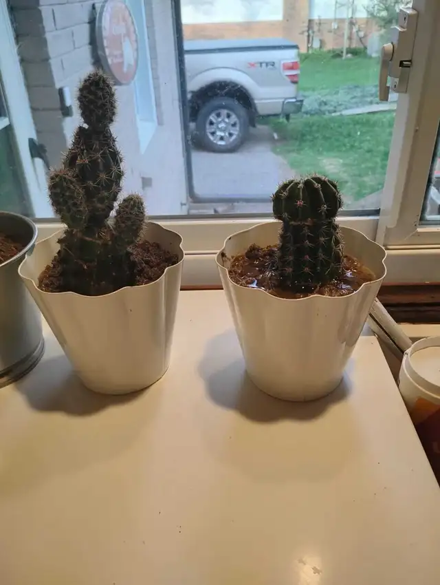 garden stuff