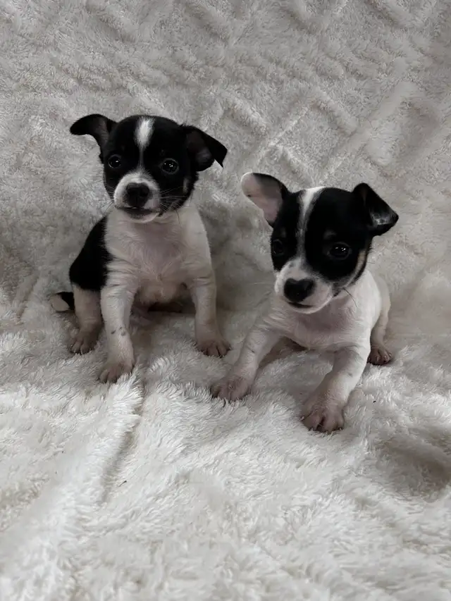 chi terrier