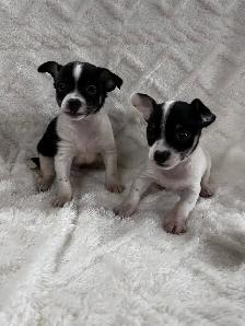 chi terrier