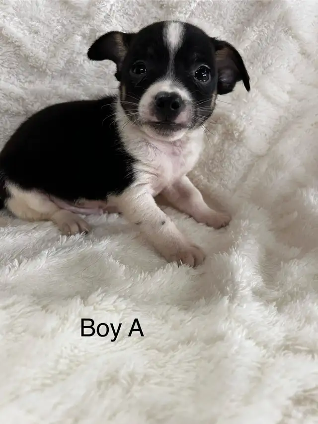 chi terrier - Photo 2