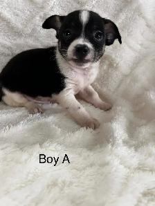 chi terrier - Photo 2