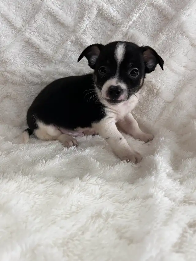 chi terrier - Photo 3