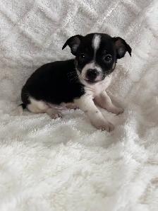chi terrier - Photo 3