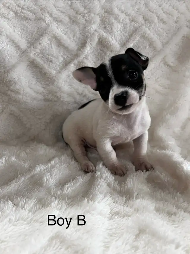 chi terrier - Photo 4