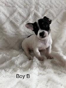 chi terrier - Photo 4
