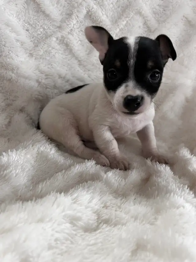 chi terrier - Photo 5