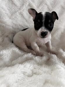 chi terrier - Photo 5