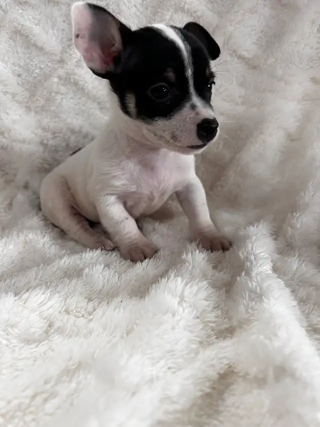 chi terrier - Photo 6