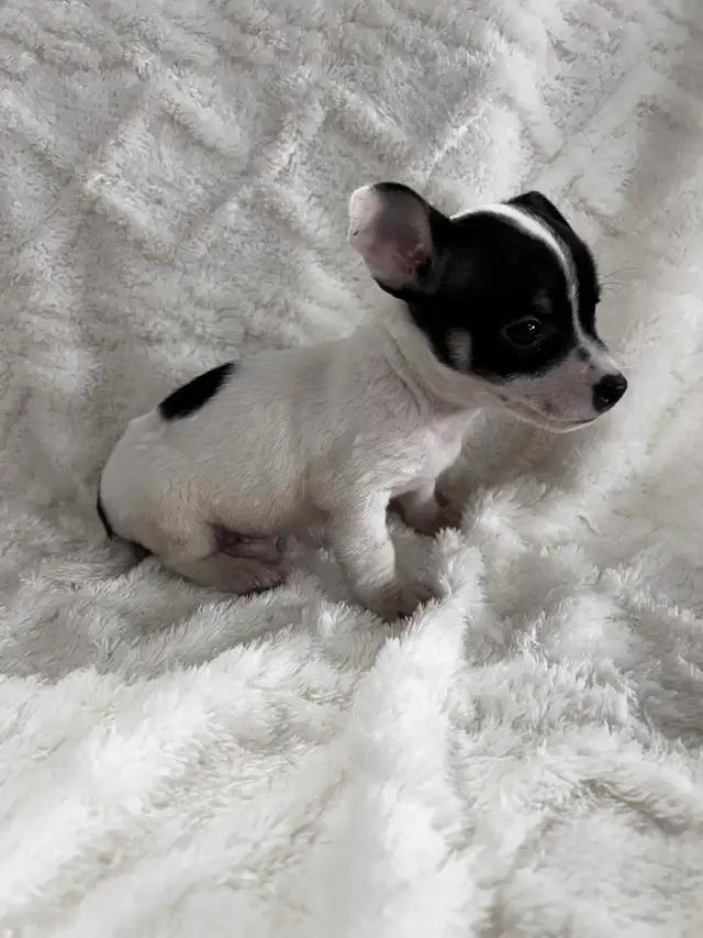 chi terrier - Photo 7