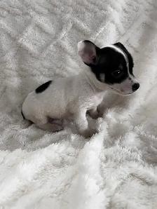 chi terrier - Photo 7