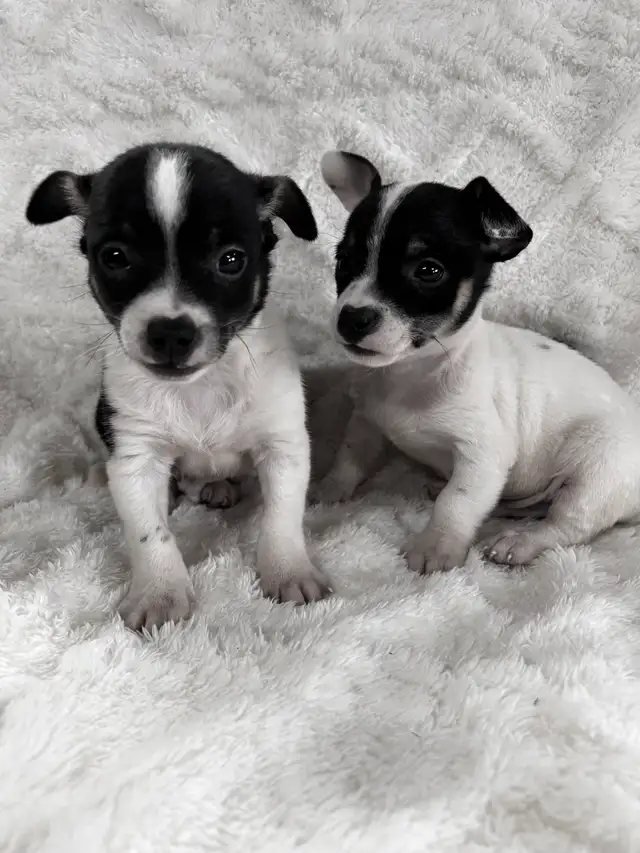 chi terrier - Photo 8