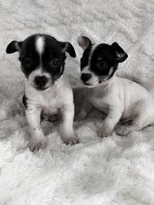 chi terrier - Photo 8