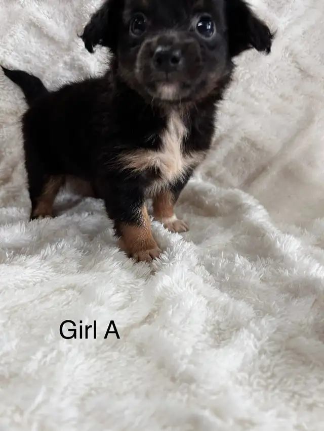 Chi Weenie