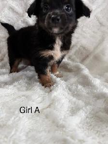 Chi Weenie