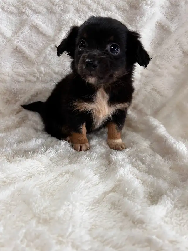 Chi Weenie - Photo 2