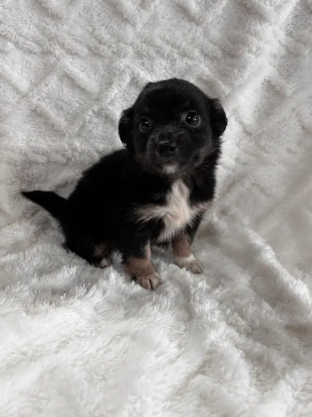 Chi Weenie - Photo 3