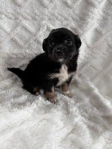 Chi Weenie - Photo 3