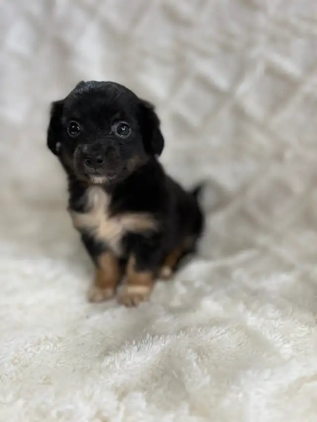 Chi Weenie - Photo 4