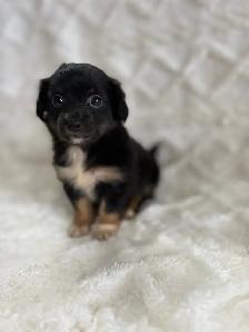 Chi Weenie - Photo 4
