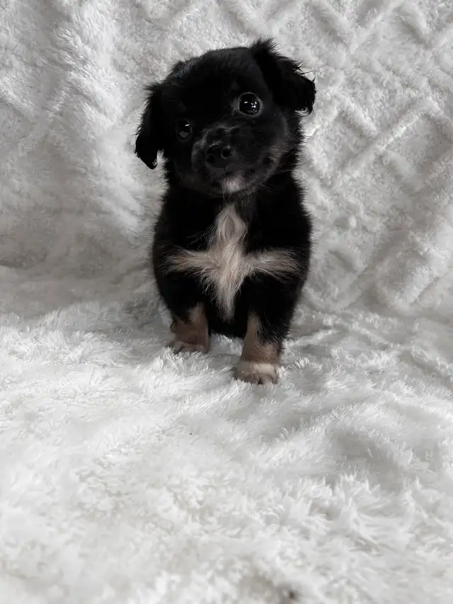 Chi Weenie - Photo 5