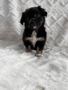Chi Weenie - Photo 5