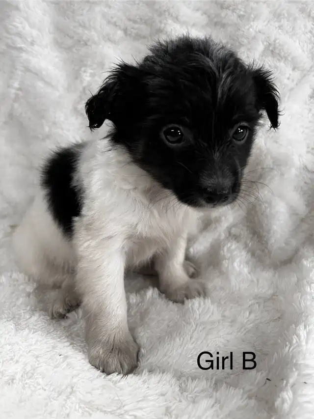 Chi Weenie - Photo 6