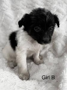 Chi Weenie - Photo 6