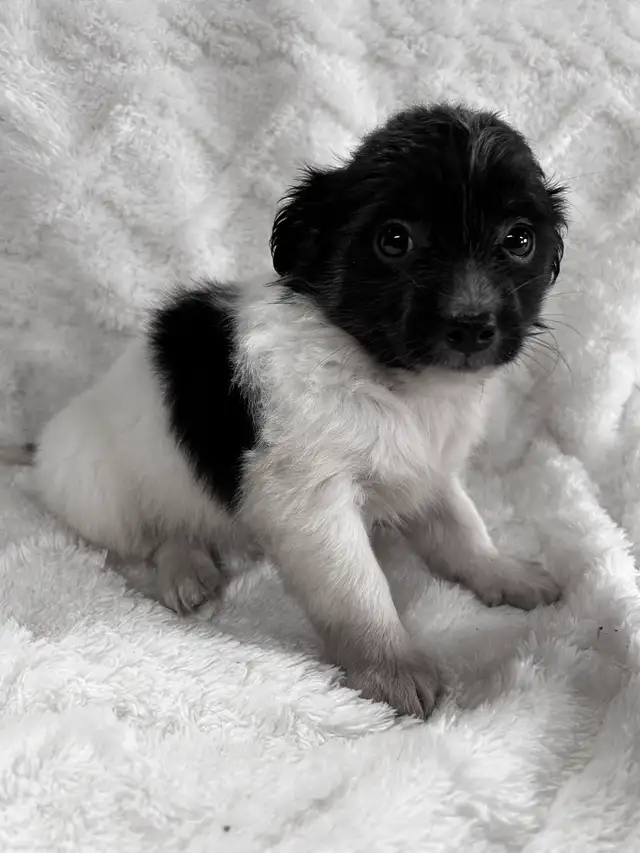 Chi Weenie - Photo 7