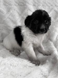 Chi Weenie - Photo 7