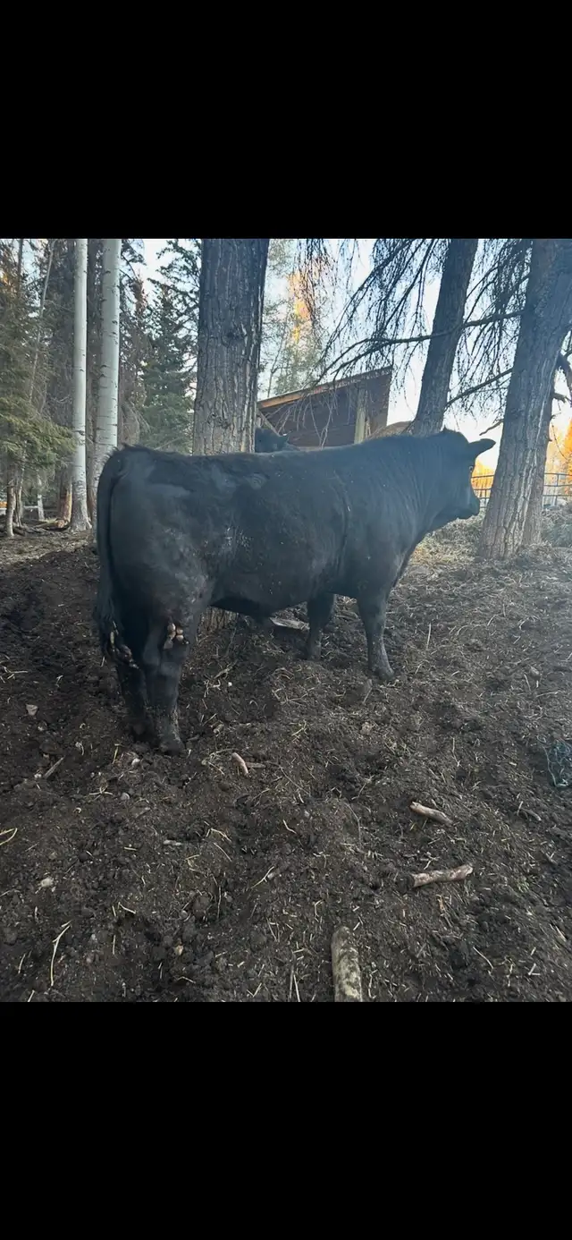 Heifer bulls
