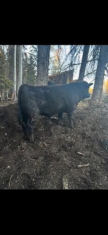 Heifer bulls