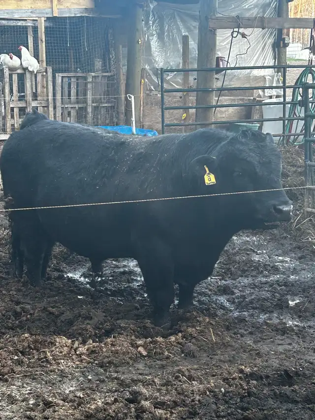 Heifer bulls - Photo 2