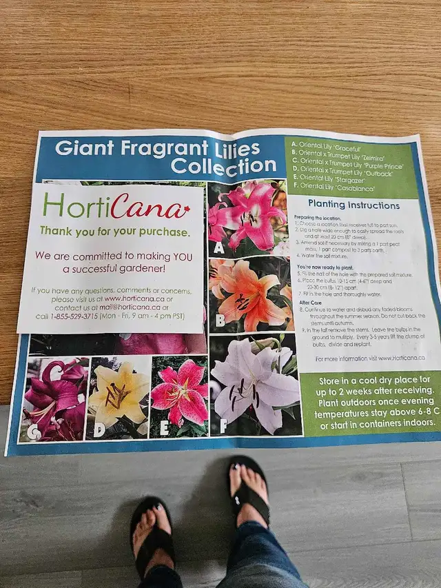 Giant Fragrant lilies, BC producer zone 3-9