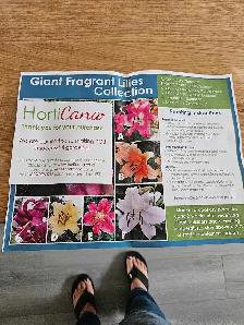 Giant Fragrant lilies, BC producer zone 3-9