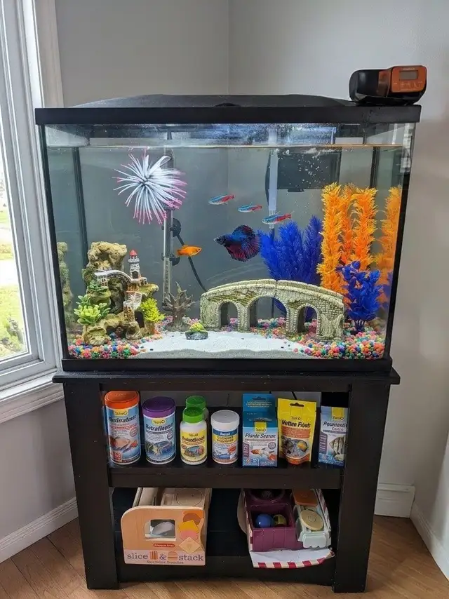 Fish Aquarium