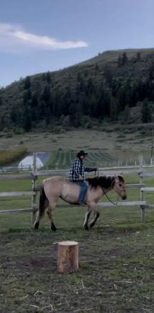 filly for sale