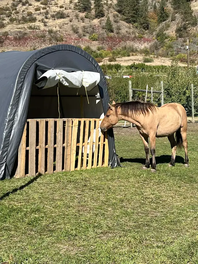 filly for sale - Photo 5