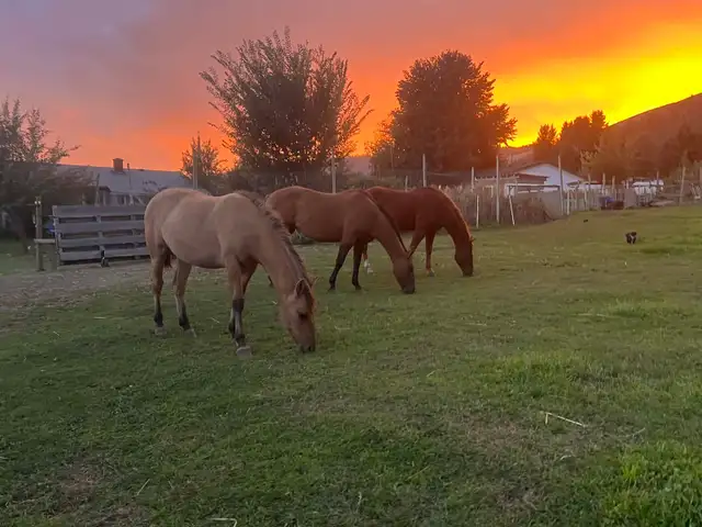 filly for sale - Photo 6