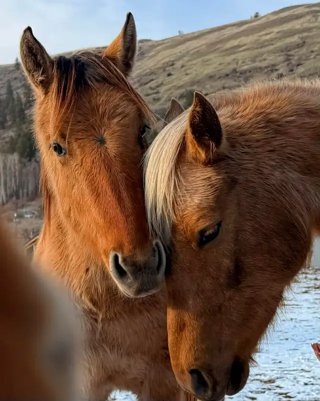 filly for sale - Photo 7