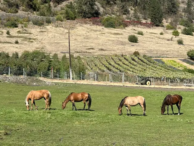 filly for sale - Photo 9