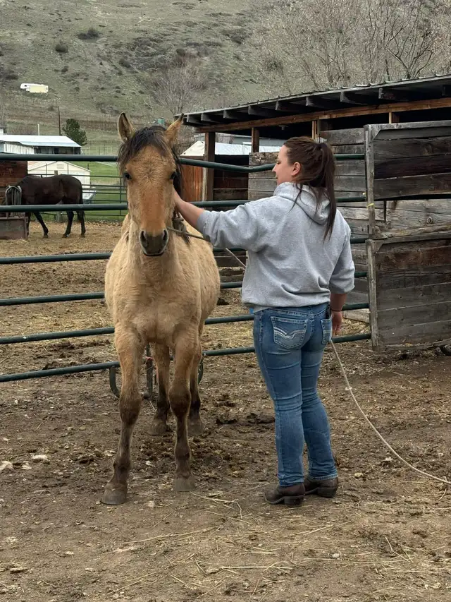 filly for sale - Photo 10