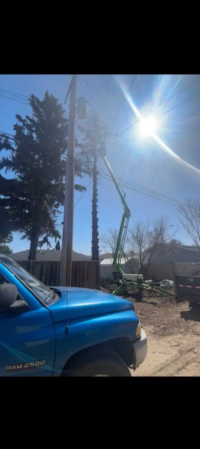 Tree removal services