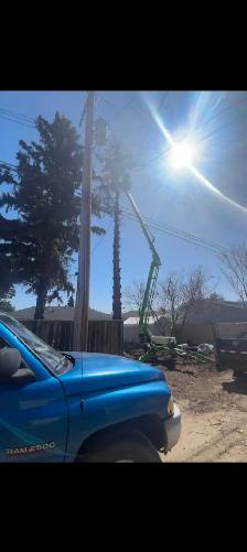 Tree removal services