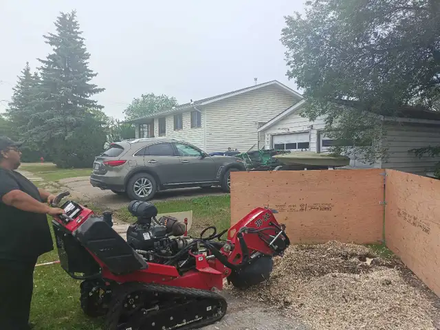 Tree removal services - Photo 3